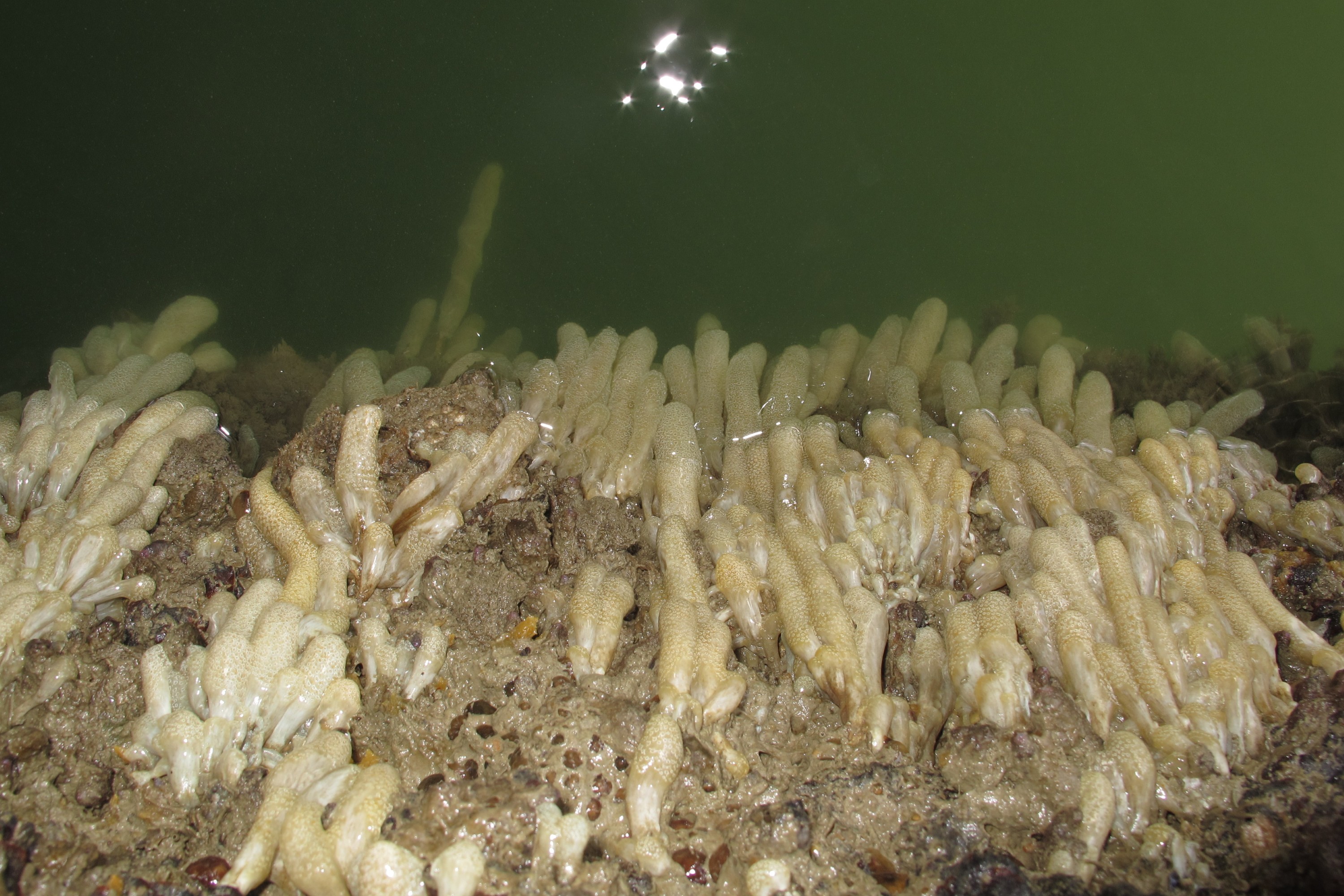 IMG_1865 – new, zealand, new zealand, nz, crispin, Eudistoma, elongatum , crispin, marine, pest, sea squirt, squirt, ascidian, bay of islands